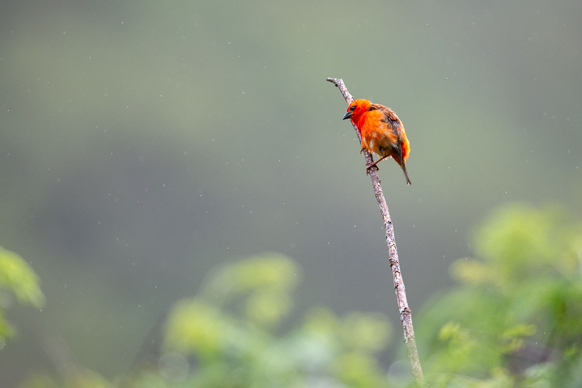 Cardinal sous la pluie
